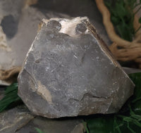 Baculite Fossil