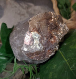 Baculite Fossil