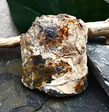 Baculite Fossil