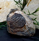 Scaphite Fossil