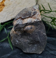 Scaphite Fossil