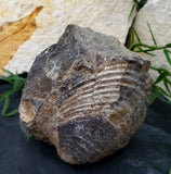 Scaphite Fossil