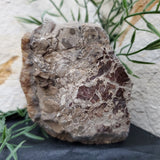 Baculite Fossil