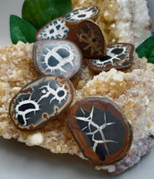 Septarian Nodule