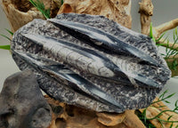 Polished Orthoceras Slab