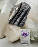 Polished Orthoceras Slab