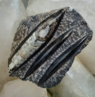 Polished Orthoceras Slab