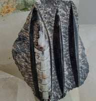 Polished Orthoceras Slab