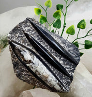 Polished Orthoceras Slab