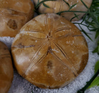 Sand Dollars