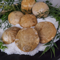 Sand Dollars