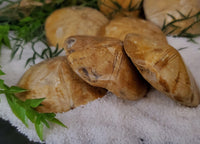 Sand Dollars