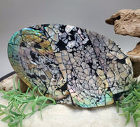 Mother of Pearl Shell Trinket Box