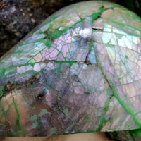 Abalone Shell Character