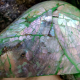 Abalone Shell Character