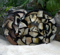 Indonesian Shell Coaster Set