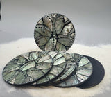 Indonesian Shell Coaster Set