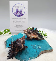 Indonesian Sea Shell (Chicoreus)