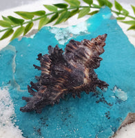 Indonesian Sea Shell (Chicoreus)