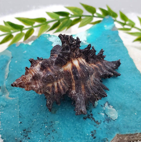 Indonesian Sea Shell (Chicoreus)