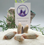 Indonesian Sea Shell (Volvarina)