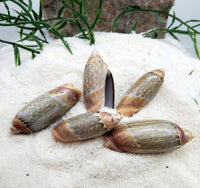 Indonesian Sea Shell (Volvarina)