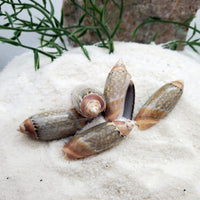 Indonesian Sea Shell (Volvarina)