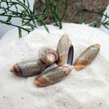 Indonesian Sea Shell (Volvarina)