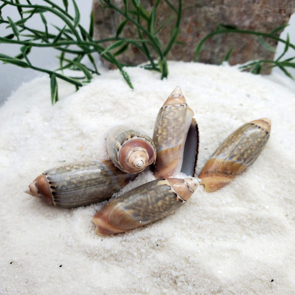Indonesian Sea Shell (Volvarina)