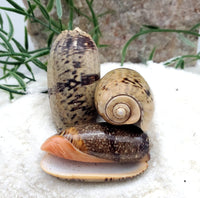 Indonesian Sea Shell (Luria)