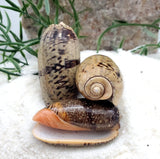 Indonesian Sea Shell (Luria)