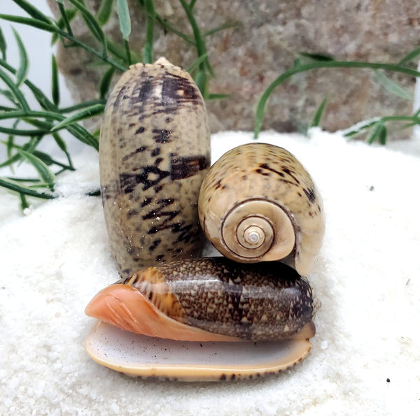 Indonesian Sea Shell (Luria)
