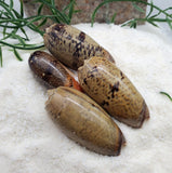 Indonesian Sea Shell (Luria)