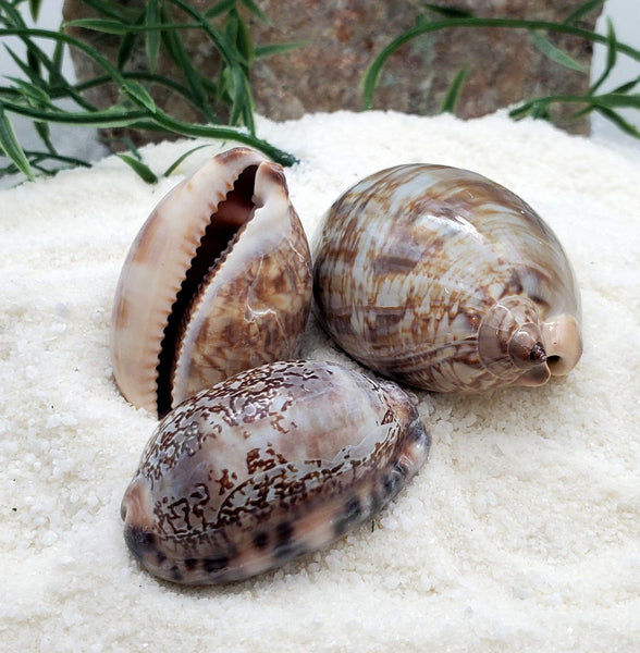 Indonesian Sea Shell (Mauritia Arabica)