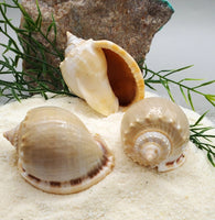 Indonesian Sea Shell (Semicassis)