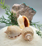 Indonesian Sea Shell (Semicassis)