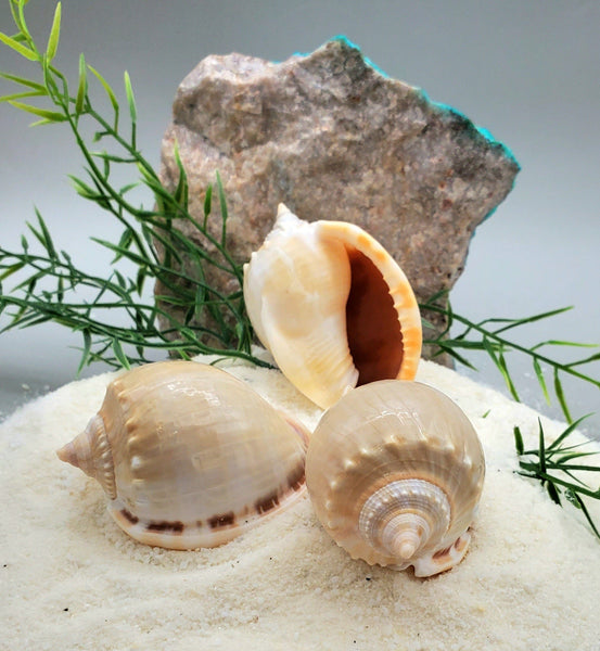 Indonesian Sea Shell (Semicassis)