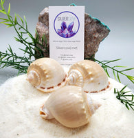 Indonesian Sea Shell (Semicassis)