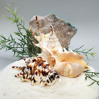 Indonesian Sea Shell (Small Lambis)