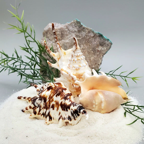 Indonesian Sea Shell (Small Lambis)