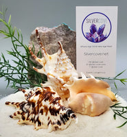 Indonesian Sea Shell (Large Lambis)
