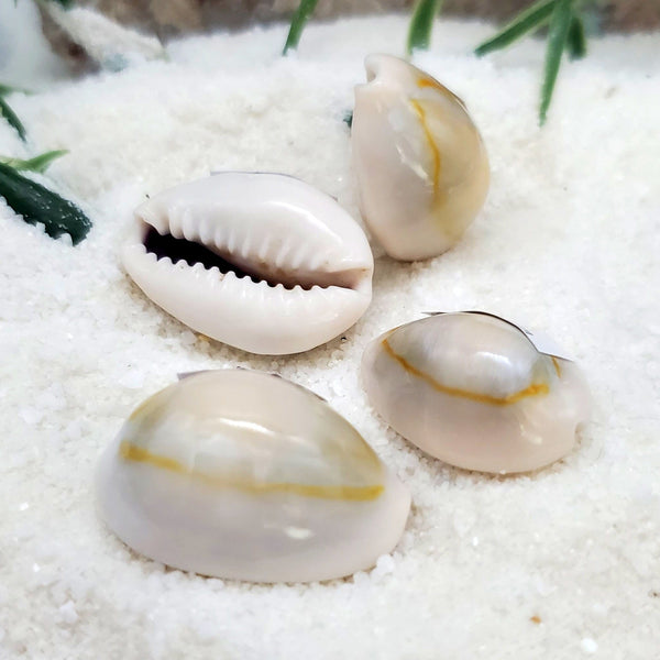 Indonesian Sea Shell (Cypraea)