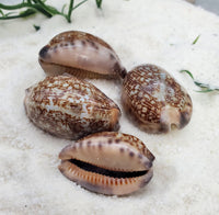 Indonesian Sea Shell (Mauritia Arabica)