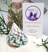 Indonesian Sea Shell (Trocca SM)