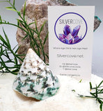 Indonesian Sea Shell (Trocca SM)