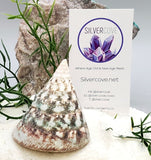 Indonesian Sea Shell (Trocca L)