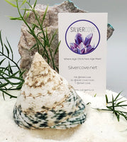 Indonesian Sea Shell (Trocca M)
