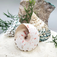 Indonesian Sea Shell (Trocca M)