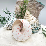 Indonesian Sea Shell (Trocca M)