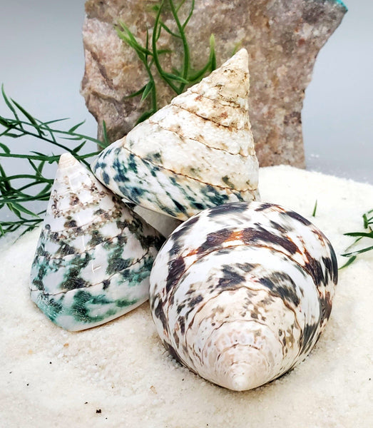 Indonesian Sea Shell (Trocca M)